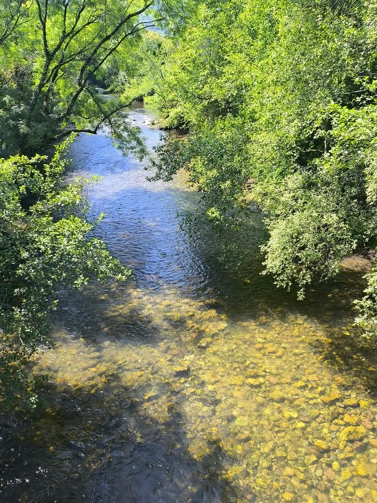 Rivière claire sous les arbres
