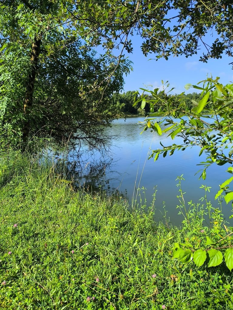 Étang bordé de verdure