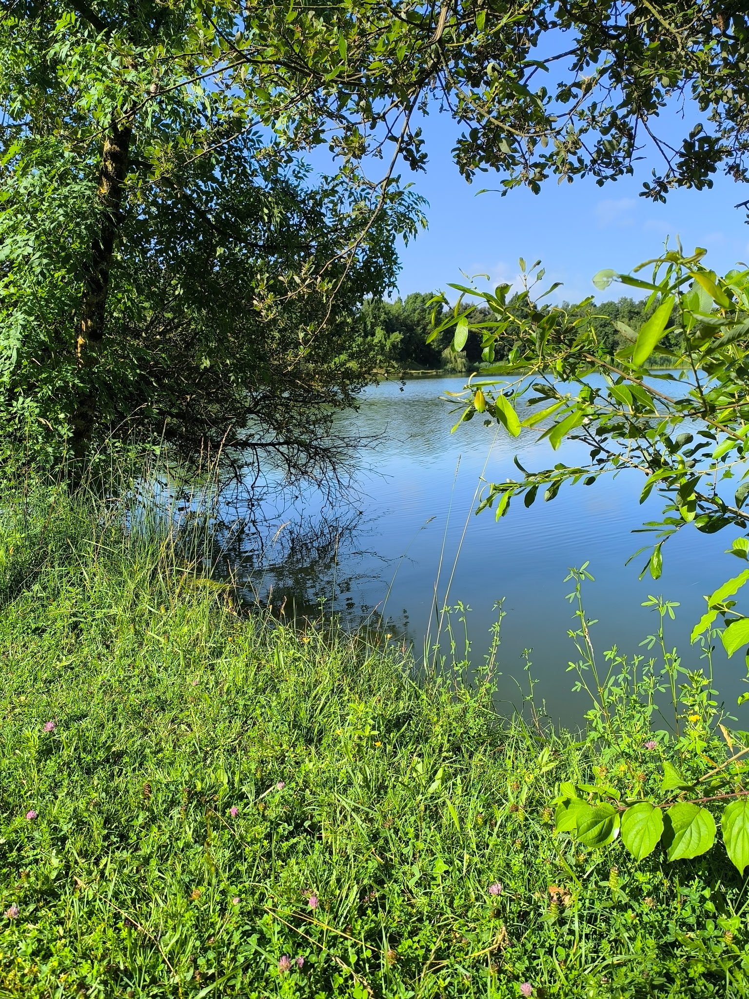Étang bordé de verdure